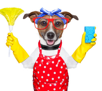 Dog dressed as a housewife with cleaning materials